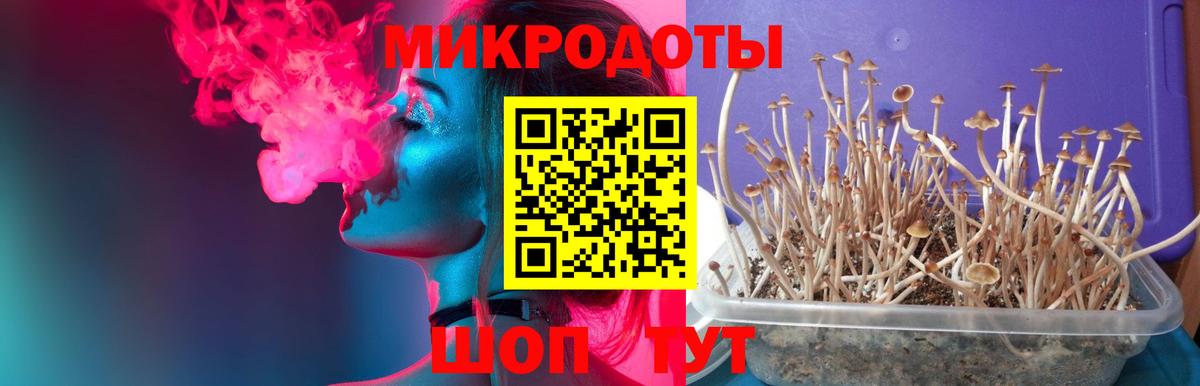 Галлюциногенные грибы мицелий  Кохма  Галлюциногенные грибы Psilocybe 